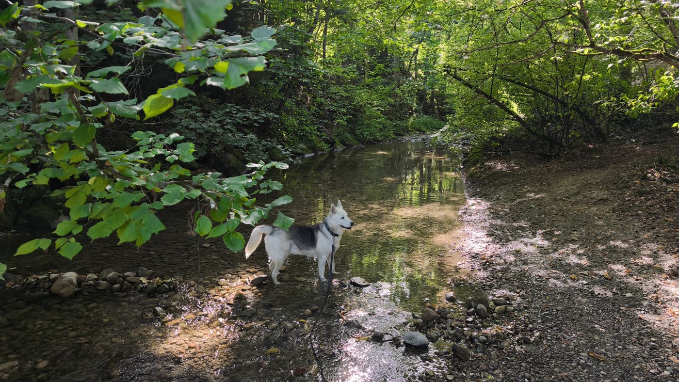 Eddy in der Weilemer Hausbachklamm 1