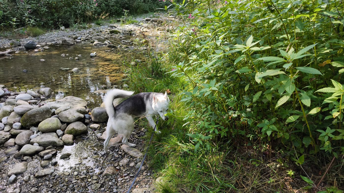 Eddy in der Weilemer Hausbachklamm 2