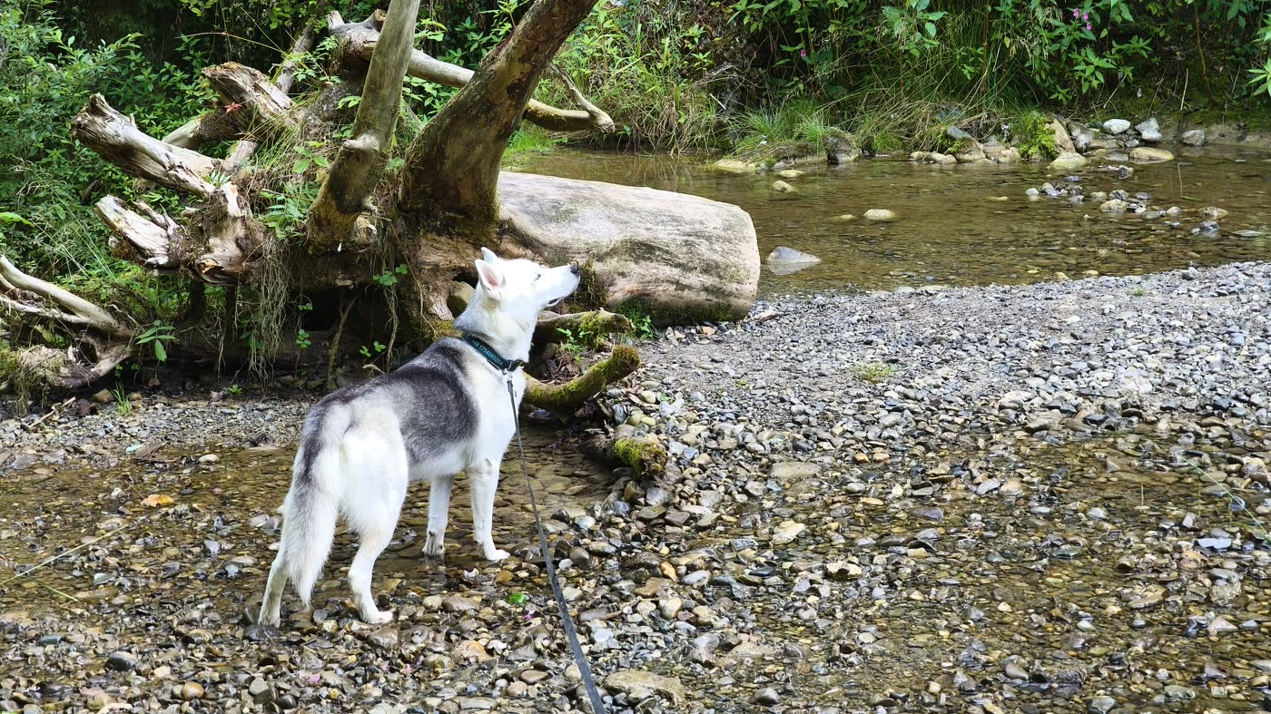 Eddy in der Weilemer Hausbachklamm 3