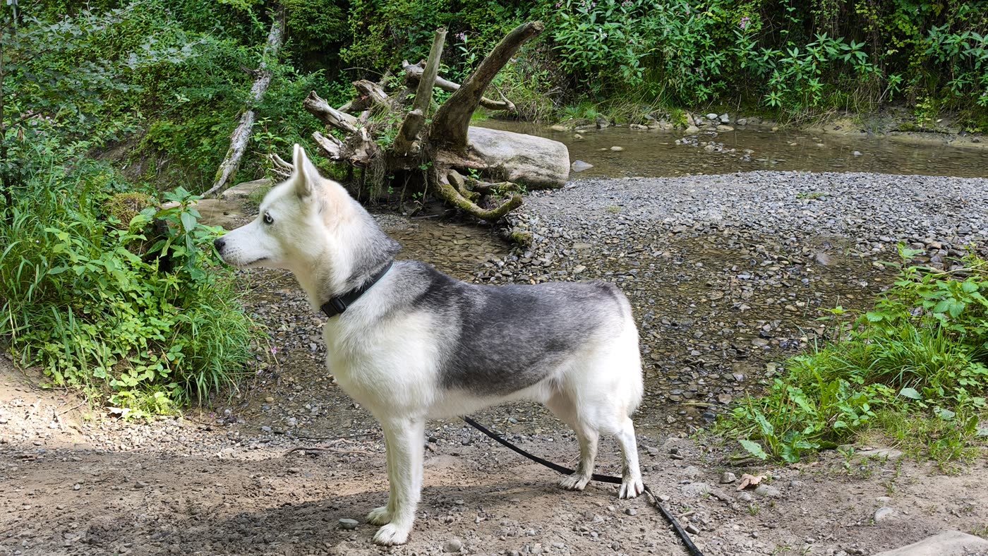 Eddy in der Weilemer Hausbachklamm 4
